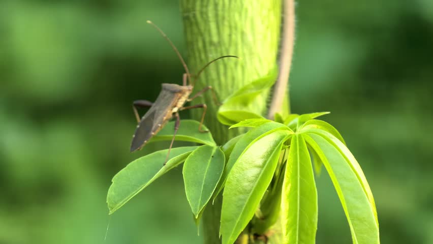Insect perched on vibrant green leaves stalk