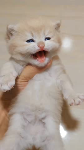 Tiny Kitten Held Upside Down