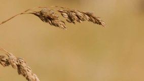 Macro of wild grass seed head swaying in summer meadow with soft bokeh background. - Powered by Shutterstock - Get 15% off with code: PIKWIZARD15