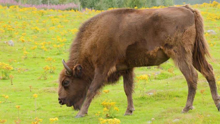European bison calmly grazes on lush grassland, surrounded by wildflowers under natural daylight