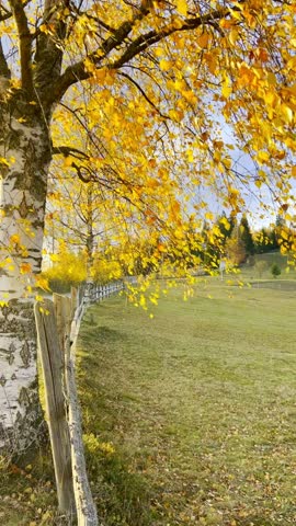 Autumn in the Carpathian Mountains. The wind shakes birch branches with yellowed leaves. Gorgeous autumn slopes are illuminated by warm sunlight. 