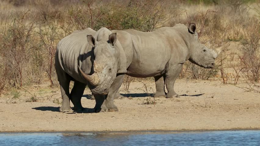 Two large white rhinos stand at the water