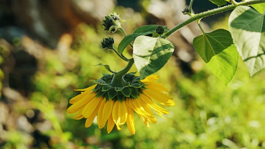 Yellow petals shine through darkness embodying Ukraine’s strength and life