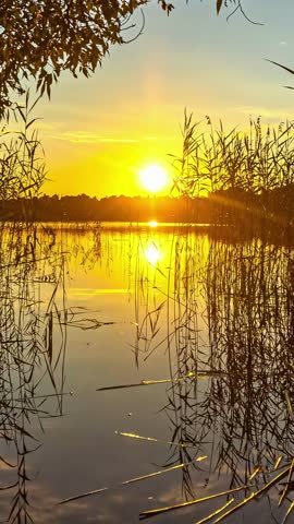 A beautiful bright golden sunset timelapse over calm lake with tall reeds in the foreground and bright sun reflecting off the calm water.