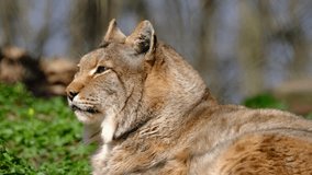 Magnificent Eurasian Lynx Relaxing Outdoors, Observing its Surroundings - Powered by Shutterstock - Get 15% off with code: PIKWIZARD15