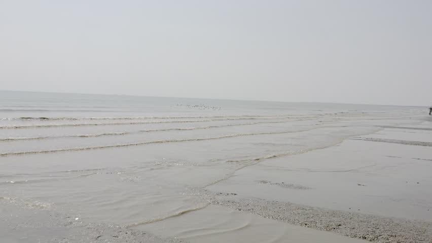 mangrove forests on muddy beaches, mangrove conservation areas, planting mangrove trees on the beach to prevent abrasion
