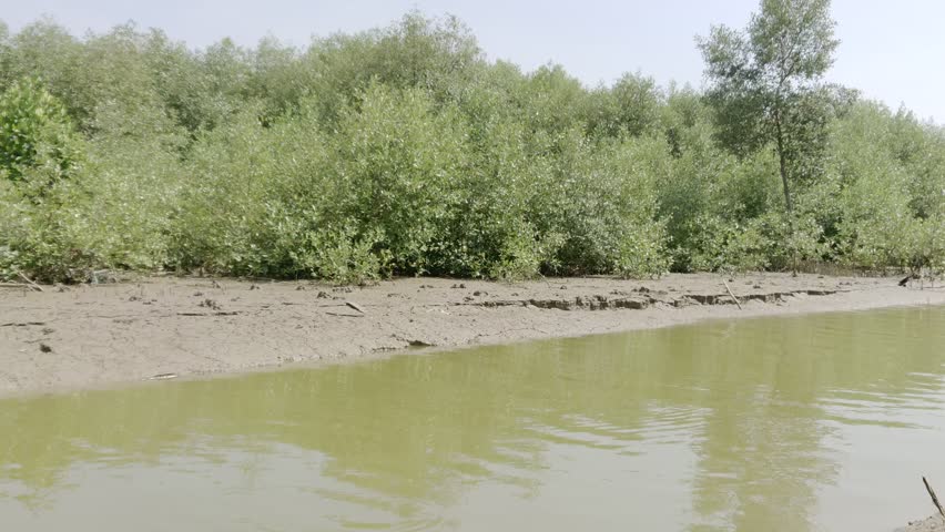 mangrove forests on muddy beaches, mangrove conservation areas, planting mangrove trees on the beach to prevent abrasion