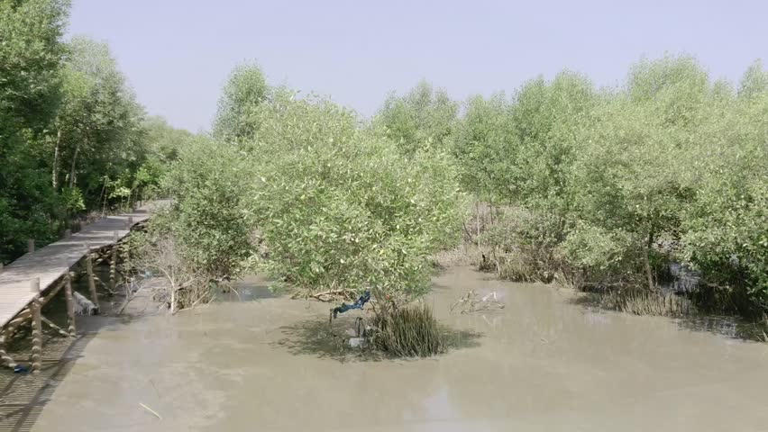 mangrove forests on muddy beaches, mangrove conservation areas, planting mangrove trees on the beach to prevent abrasion