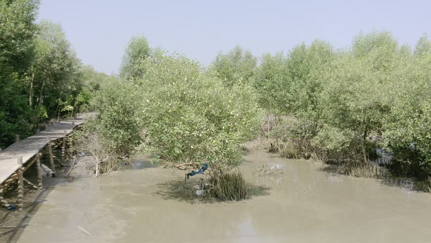 mangrove forests on muddy beaches, mangrove conservation areas, planting mangrove trees on the beach to prevent abrasion