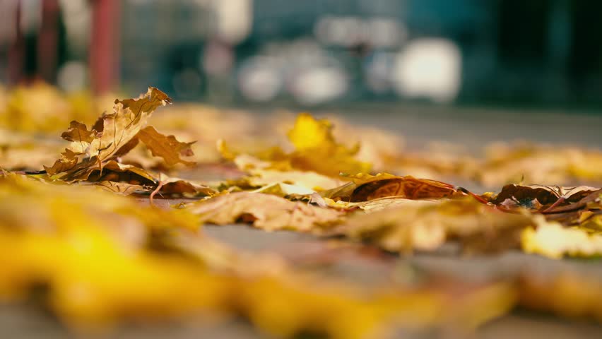 Golden autumn leaves on city street pavement blown by passing traffic