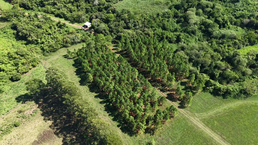 Aerial parallax orbits a young pine tree plantation near the Rio Uruguay river surrounded by green fields and native forest in Panambi Misiones Argentina