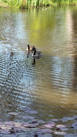 Two Canada Geese Swimming Side by Side in Calm Pond With Ripples and Reflections