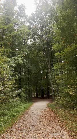 Tranquil forest path with different trees in the autumn season 