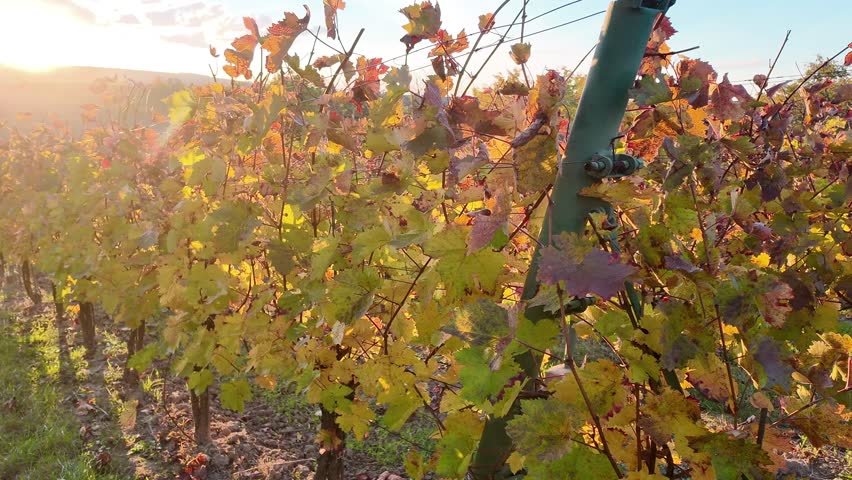 Walking through an autumn vineyard after the grape harvest. Colorful autumn leaves in the vineyard. The concept of colorful autumn and colors. The sunset over an autumn grapevine.