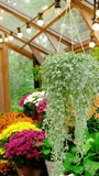 Greenhouse interior with hanging silver plant and colorful potted flowers - Powered by Shutterstock - Get 15% off with code: PIKWIZARD15