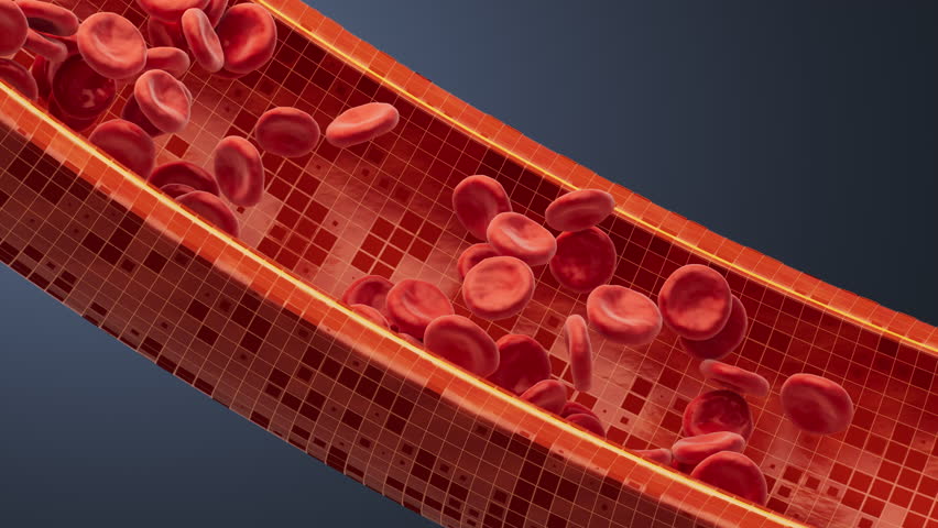 Red blood cells in the blood vessel, 3d rendering. Motion Graphic.