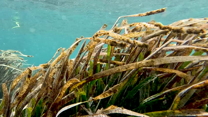 seaweed swaying with the ocean currents. Macro shot