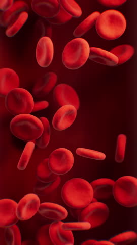 Red blood cells with biological and medical concept, 3d rendering. Motion Graphic.