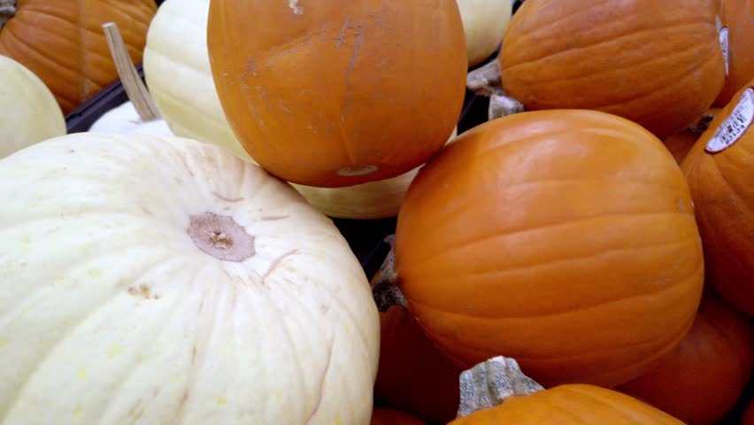 Fixed shot showing different types of pumpkins and squashes piled together, including orange and white varieties.