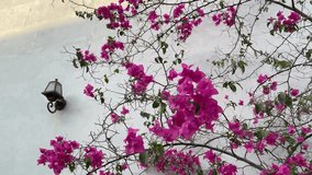 The focal point is a branch with bright pink flowers, creating a sense of freshness and springtime mood. The flowers are set against a white background, making them even more noticeable and attractive - Powered by Shutterstock - Get 15% off with code: PIKWIZARD15