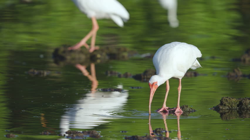 White Ibis Feeding in Water on Rocky Reef