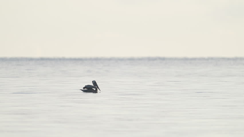 Brown Pelican Taking Off and Flying Along Water