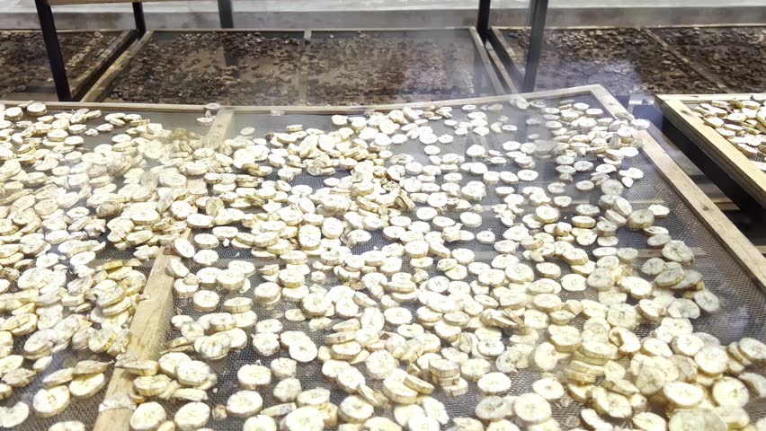 banana drying in sun solar dryer greenhouse by sunlight