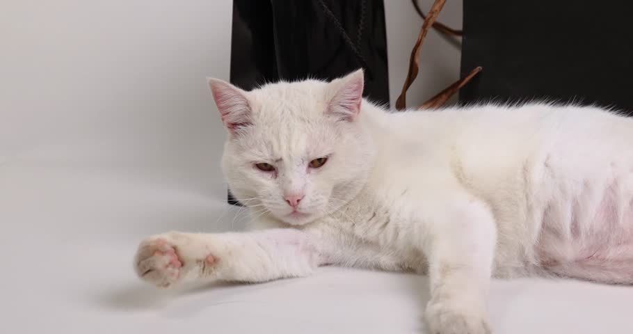 A fluffy white cat lies down and bats around a small black gift box with a tied ribbon. The animal appears playful during the shopping season.