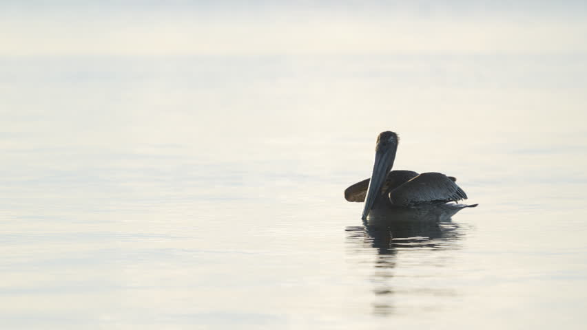 Brown Pelican Taking Off Flying in Water