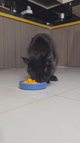 A cat eating pumpkin in the floor.