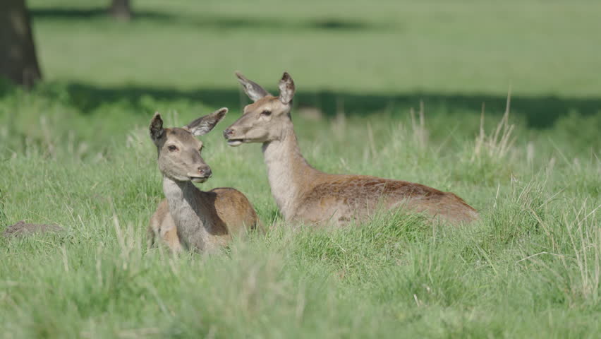 Nottingham, UK, 09-05-2025: Deer at Wollaton Hall and Deer Park in Nottingham, England.