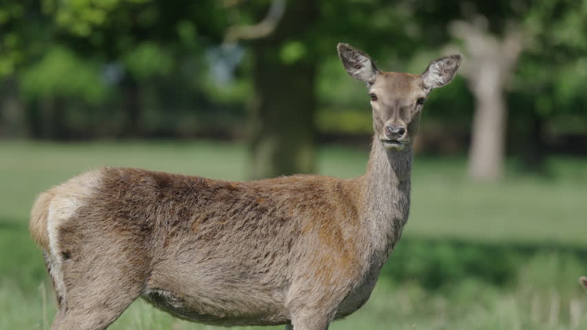 Nottingham, UK, 09-05-2025: Deer at Wollaton Hall and Deer Park in Nottingham, England.