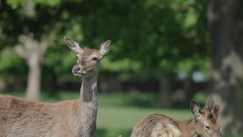 Nottingham, UK, 09-05-2025: Deer at Wollaton Hall and Deer Park in Nottingham, England.