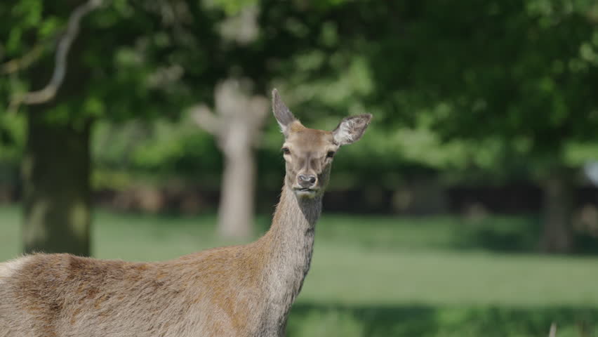 Nottingham, UK, 09-05-2025: Deer at Wollaton Hall and Deer Park in Nottingham, England.
