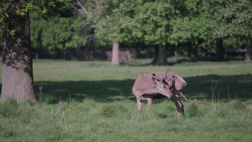Nottingham, UK, 09-05-2025: Deer at Wollaton Hall and Deer Park in Nottingham, England.