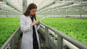 Lettuce inspection walk, Inspecting vertical lettuce cultivation inside modern greenhouse facilities, An agronomist examines and documents crop health in hightech hydroponic greenhouse environment - Powered by Shutterstock - Get 15% off with code: PIKWIZARD15