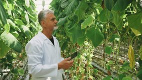 Agronomist checks cucumber plants digitally, Caucasian agronomist monitors cucumber vines using tablet, Caucasian expert evaluates cucumber crop health and growth data inside hydroponic greenhouse - Powered by Shutterstock - Get 15% off with code: PIKWIZARD15