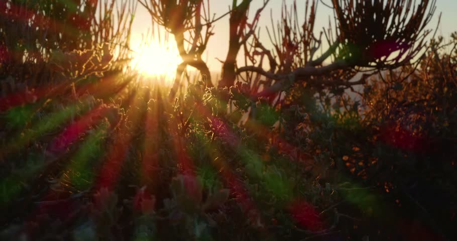 Alabama, cactus, desert, sunlight, beam, nature, landscape, arid, dry, wilderness, plants, environment, ecology, sun rays, light beam, natural beauty, tranquility, peaceful, scenic, outdoors, flora