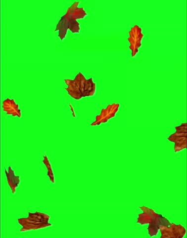 Close-up of a vibrant orange ring-shaped bracket fungus growing on a tree trunk in a forest