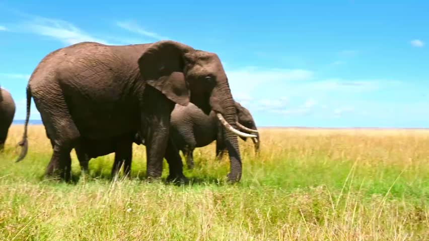 Elephant family with baby eating green grass in the jungle