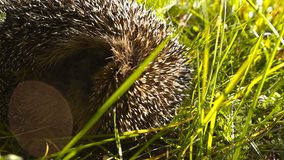 Small cute and adorable hedgehog curled up in a ball during summer time in green grass and sunshine close up. Brown spiky animal wildlife in countryside nature. - Powered by Shutterstock - Get 15% off with code: PIKWIZARD15