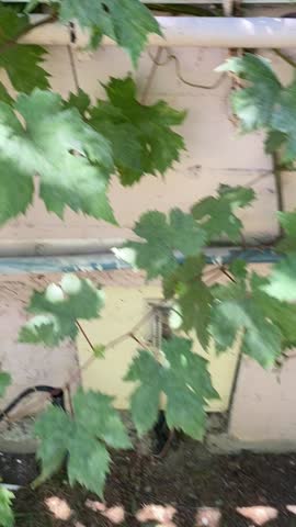 Cat walk in the garden