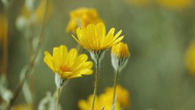 A vibrant carpet of wildflowers defies the arid desert landscape. This rare superbloom transforms the barren terrain into a breathtaking palette of color after seasonal rains. - Powered by Shutterstock - Get 15% off with code: PIKWIZARD15