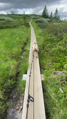 User generated content of dog walking on a leash through a marsh with wooden pathway through the mountain. Calm and relaxing nature scene ideal for outdoor adventure fallowing forrest path. 