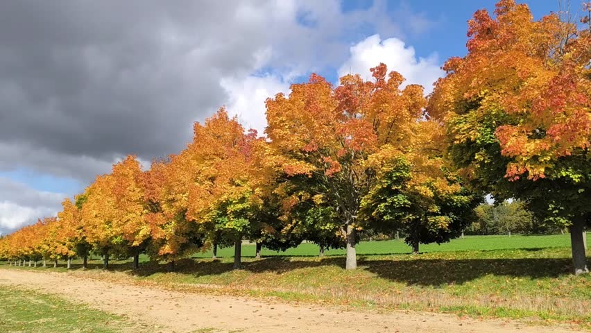 An autumn avenue of trees with dark clouds