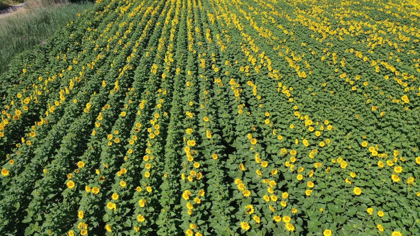 Aerial view of rows of vibrant sunflowers stretch across the landscape, creating a beautiful tapestry of yellow and green, Brunet, Provence-Alpes-Côte d