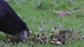 Rook Foraging on Green Lawn Closeup - Powered by Shutterstock - Get 15% off with code: PIKWIZARD15