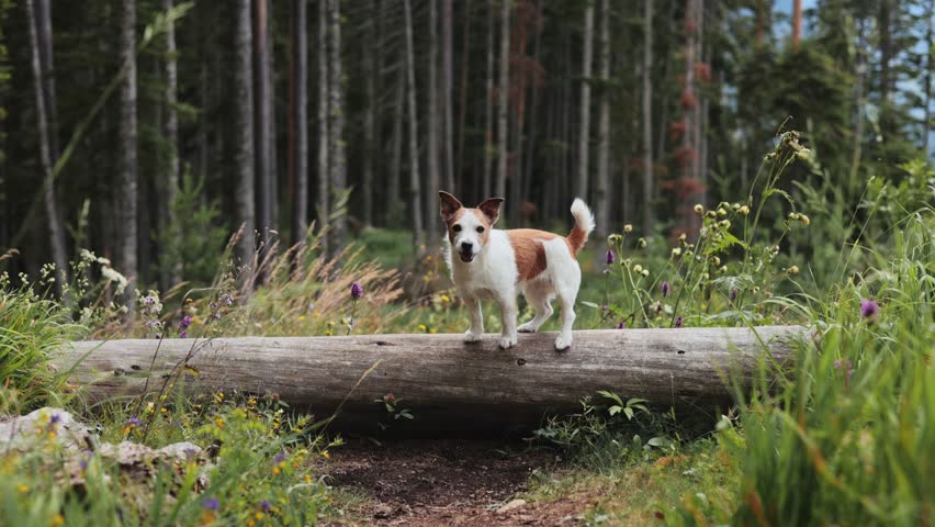 A Jack Russell Terrier is standing confidently on a fallen tree trunk surrounded by tall trees. The 4k frame captures a moment of outdoor balance and alertness in a dense woodland.