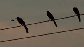 Crow Silhouettes Perched on Power Lines at Sunset - Powered by Shutterstock - Get 15% off with code: PIKWIZARD15