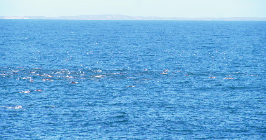 Large pod of dolphins pursues a school of fish in the open ocean.